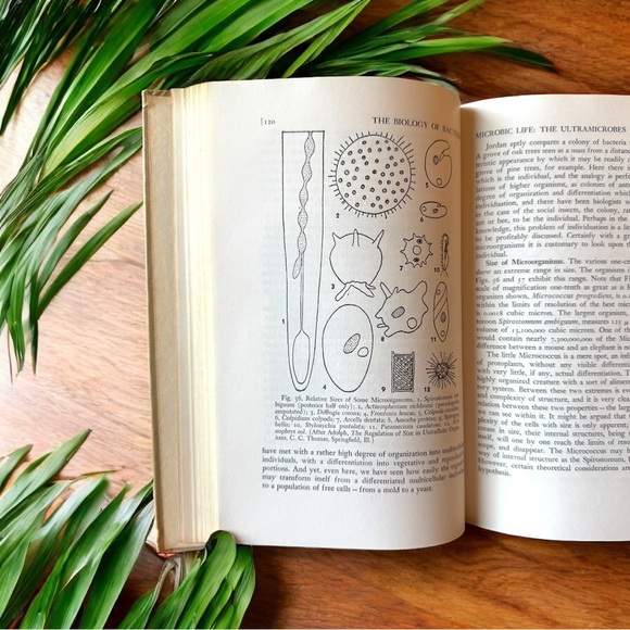 VINTAGE 1945 “The Biology of Bacteria” by Arthur T. Henrici - Hardcover - Picture 11 of 12